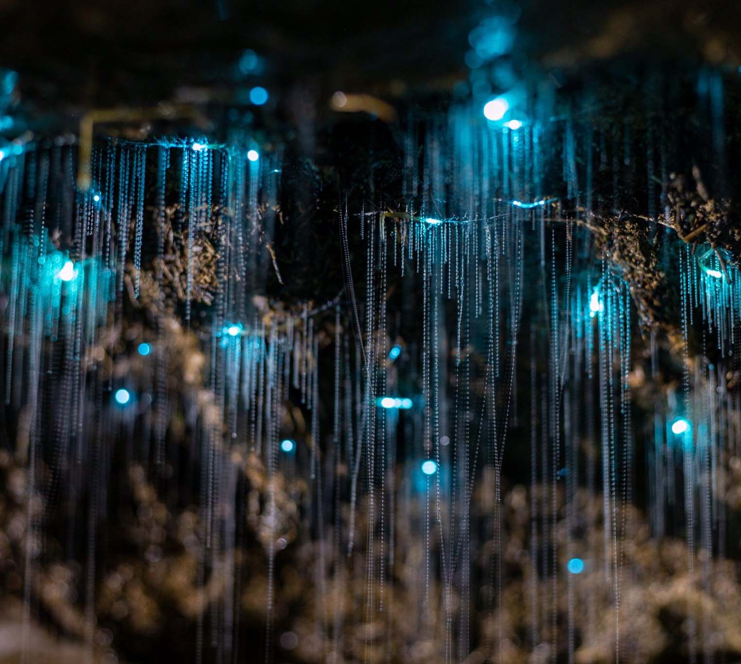懷托摩螢火蟲洞 Waitomo Glowworm Caves